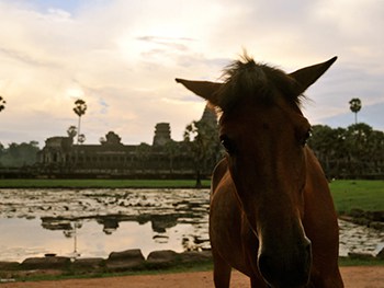 Siem Reap Horse Riding